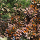 Image for article titled These Are the Most Extreme Migrations in the Animal Kingdom